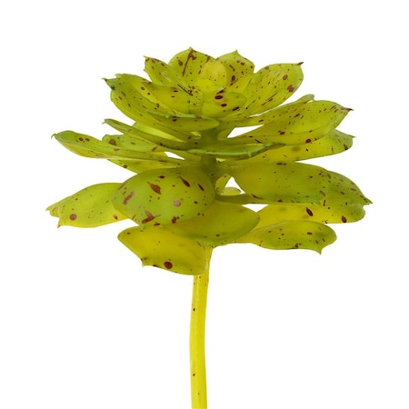 Vickerman 6 in. Green &  Brown Spotted Echeveria Pot FO180901